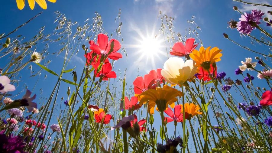 Colorful and spectacular flowers under the sunny sky in an artistic view