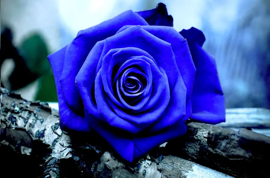 Admirable image of blue rose with HD quality