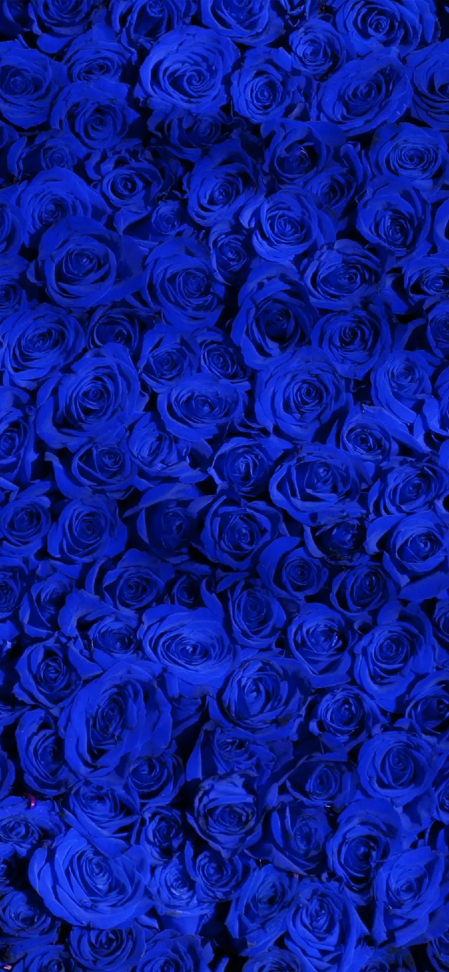 The most spectacular blue rose wallpaper for Windows 10 and 11