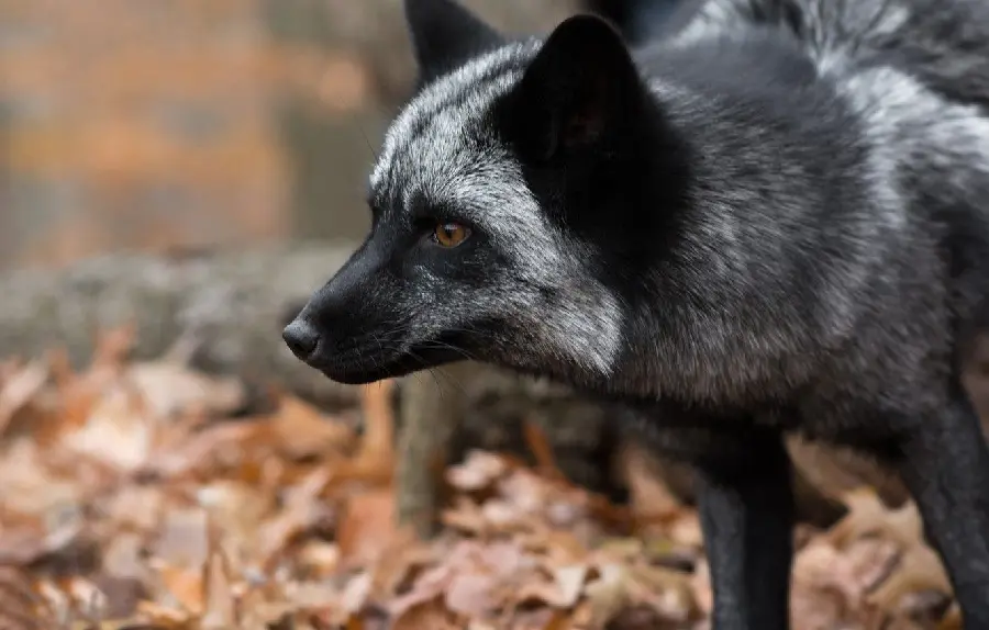 Stock image of a silver fox looking somewhere among the autumn leaves