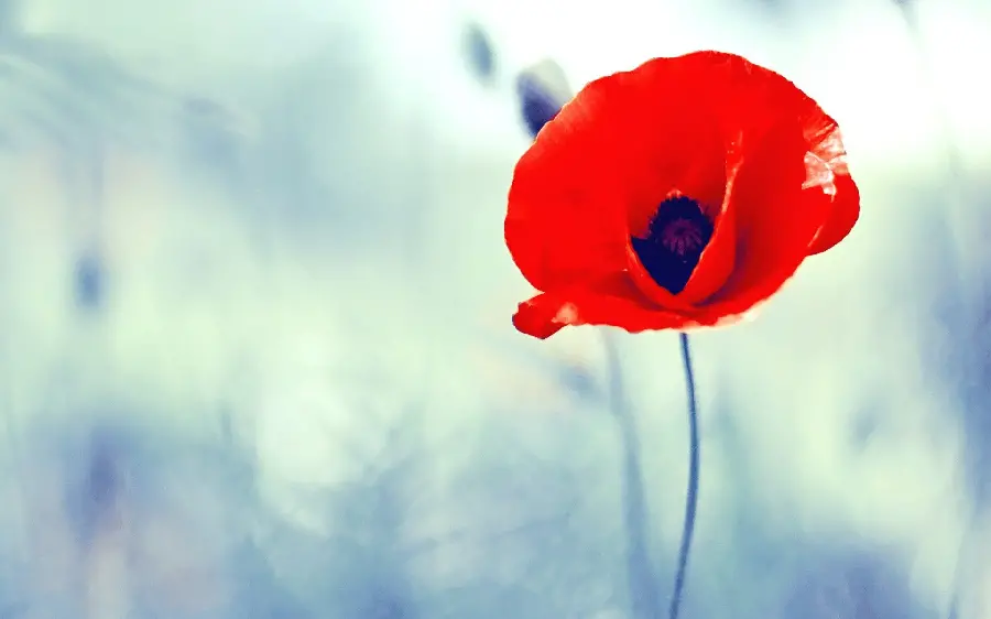 Single image of wild red poppies on an undefined background