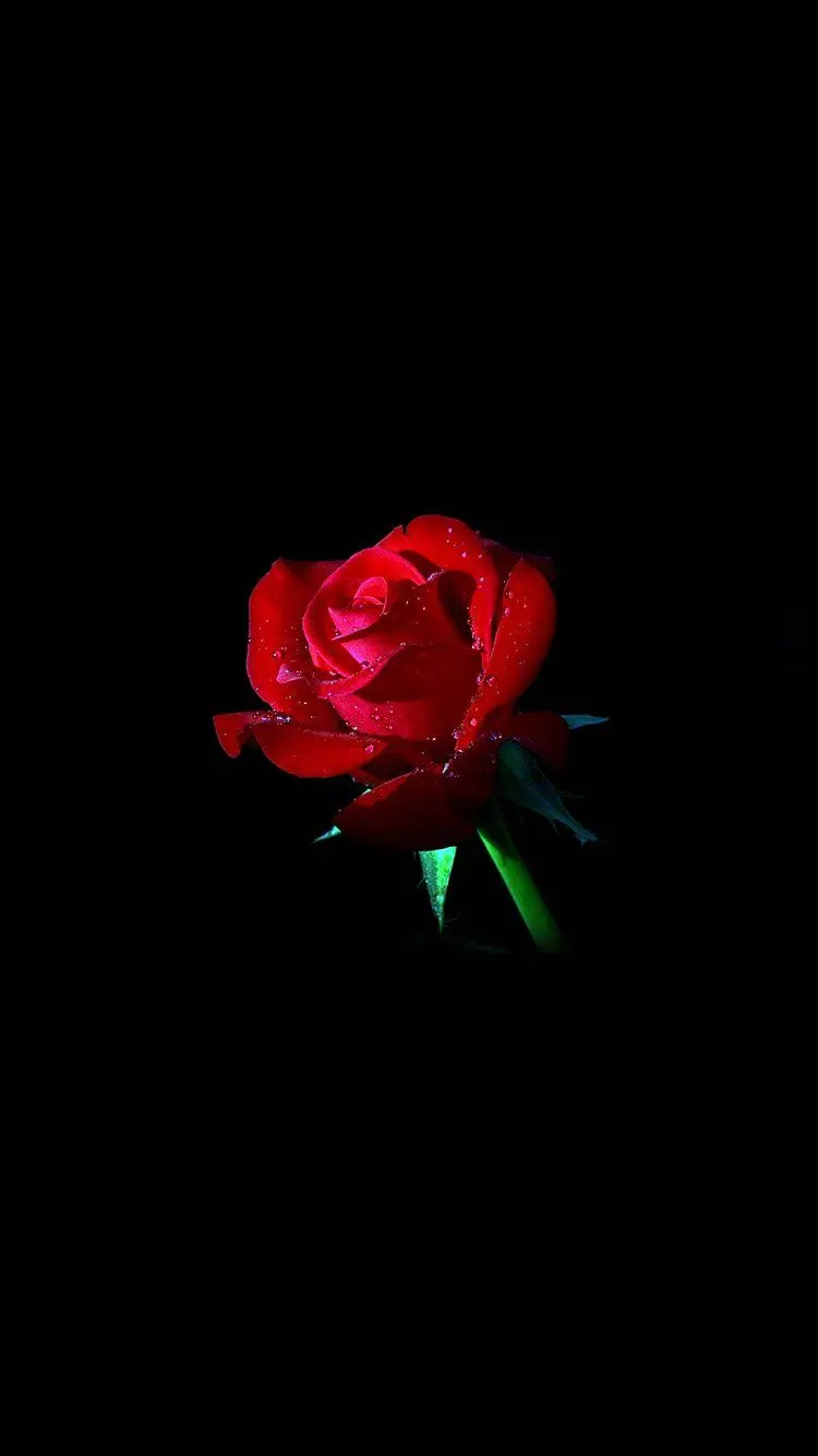 Girly Touch Phone Wallpaper Red Rose