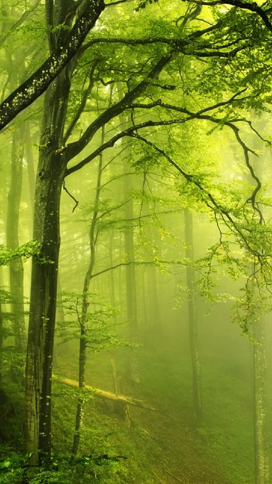 Download a new view of the foggy nature of the forest in a dreamy green color