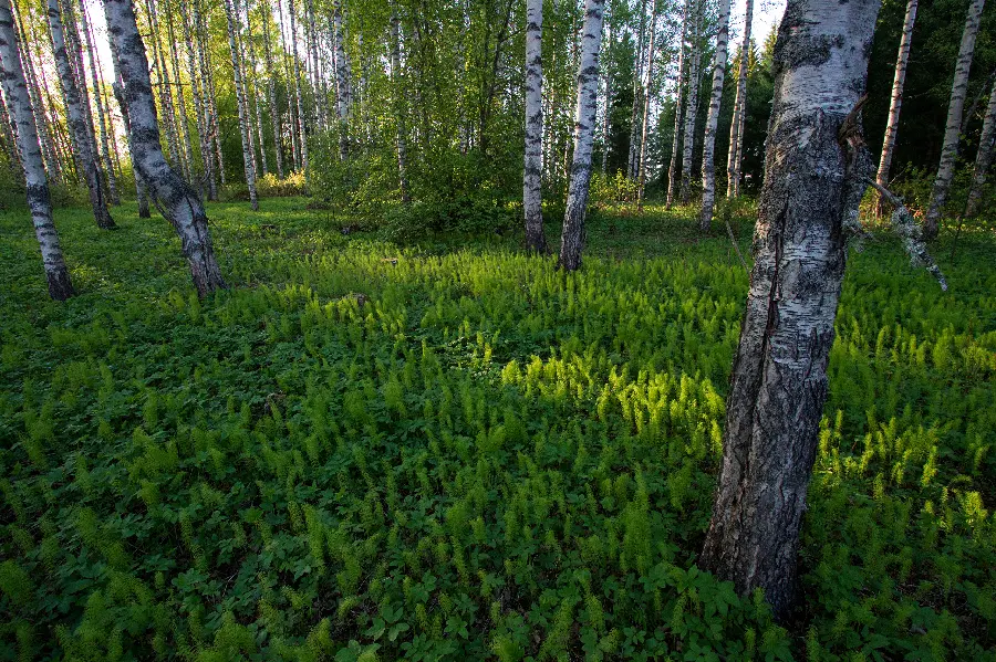 Download free lush and spectacular nature wallpaper for your computer 