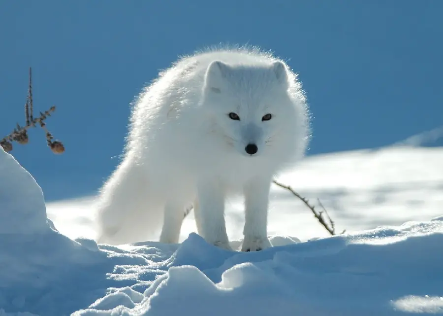 High quality photo for background of a white arctic fox