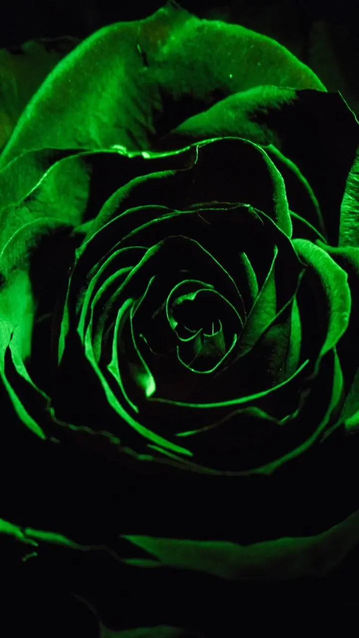 Download the dark and scary background of a green rose on a black background