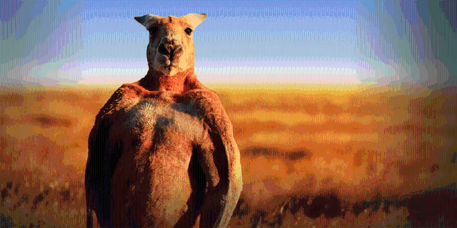 Download Stock Photo of Famous Giant Kangaroo in the Desert