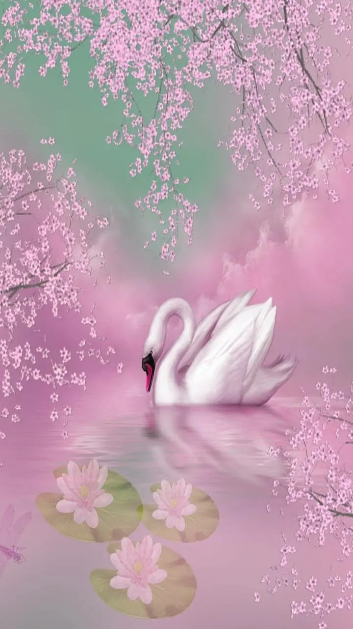 Beautiful dreamy swan wallpaper between the pink blossoms of the trees in Full HD quality