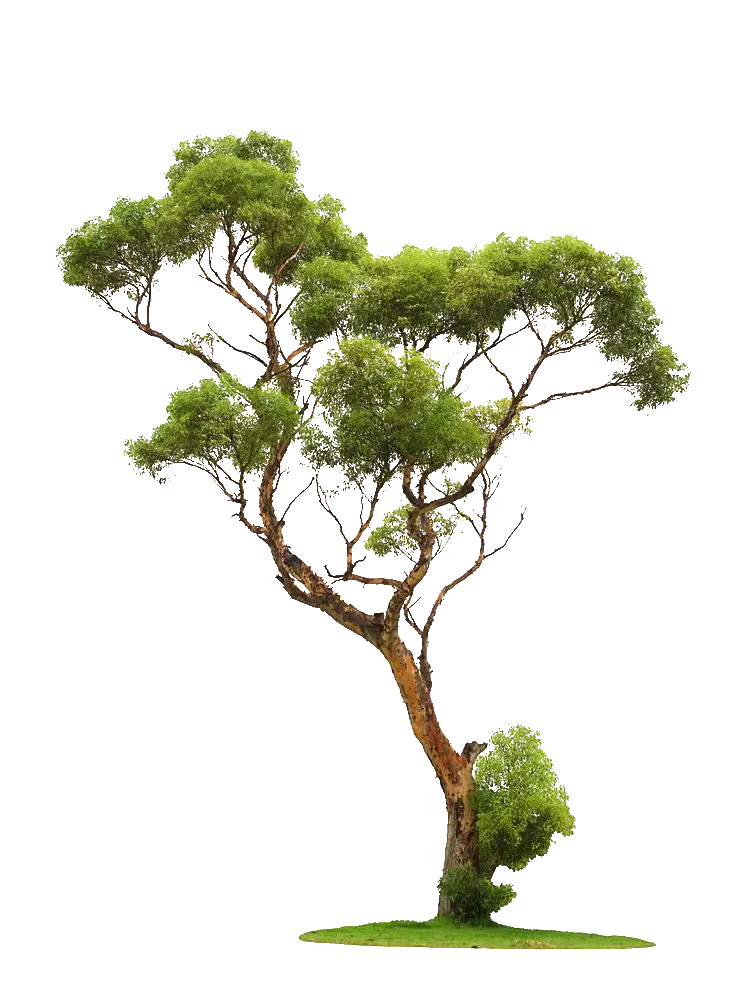Free download of tree image with plain white background on E-Edit