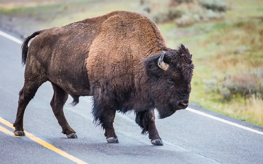 Wild buffalo crossing the road wallpaper