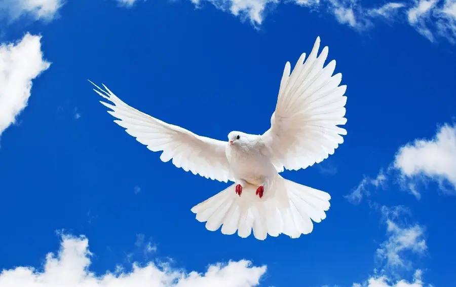 A unique image of a free white dove flying in the azure sky suitable for laptops