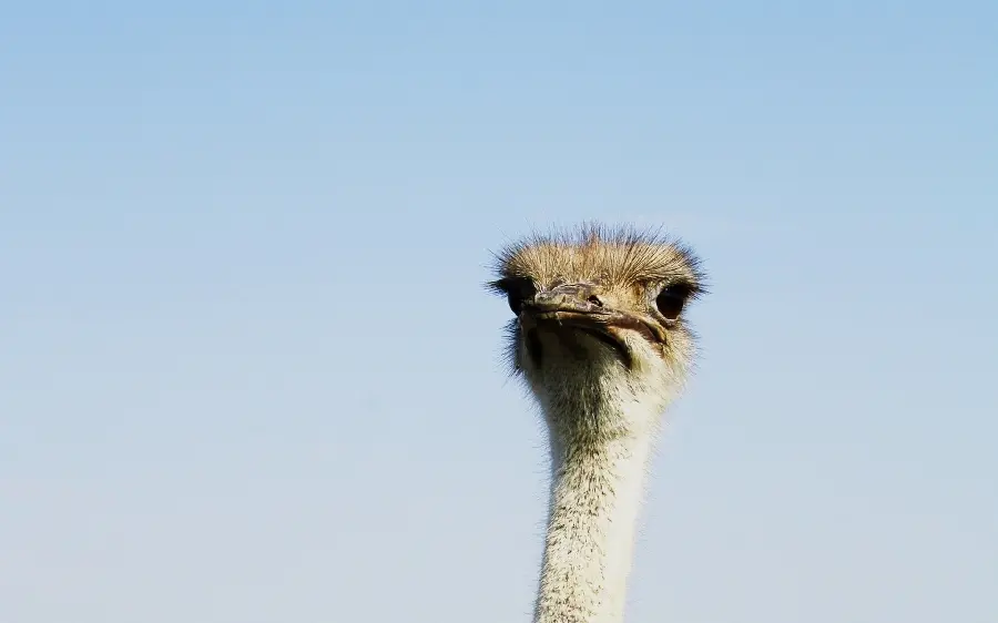 A picture of a long-necked ostrich suitable for wallpaper