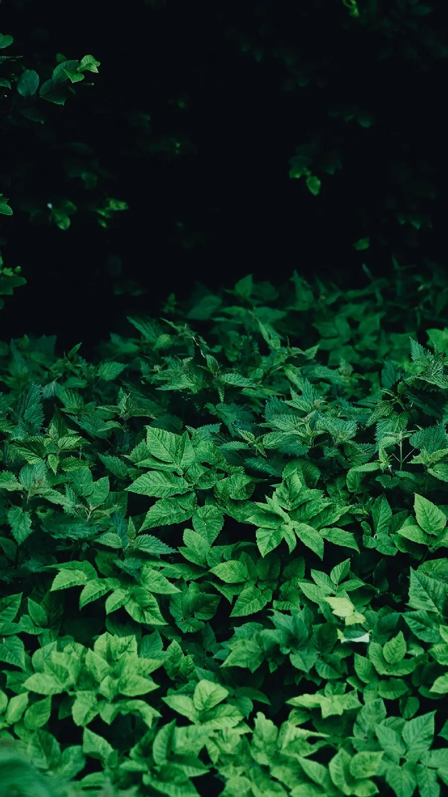 Most Viewed Green Tree Leaf Backgrounds in Full HD Quality