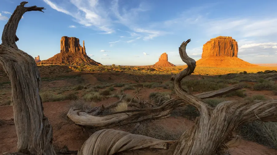  Lifeless images of the incredible dry nature landscape of the desert with dry tree trunks and Rocks