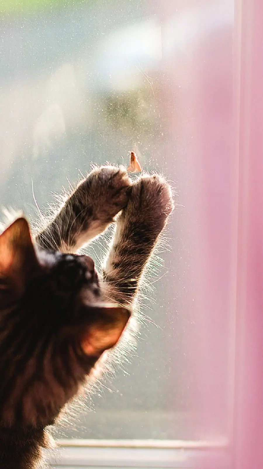 A trendy poster of a mischievous cat hunting something through the glass