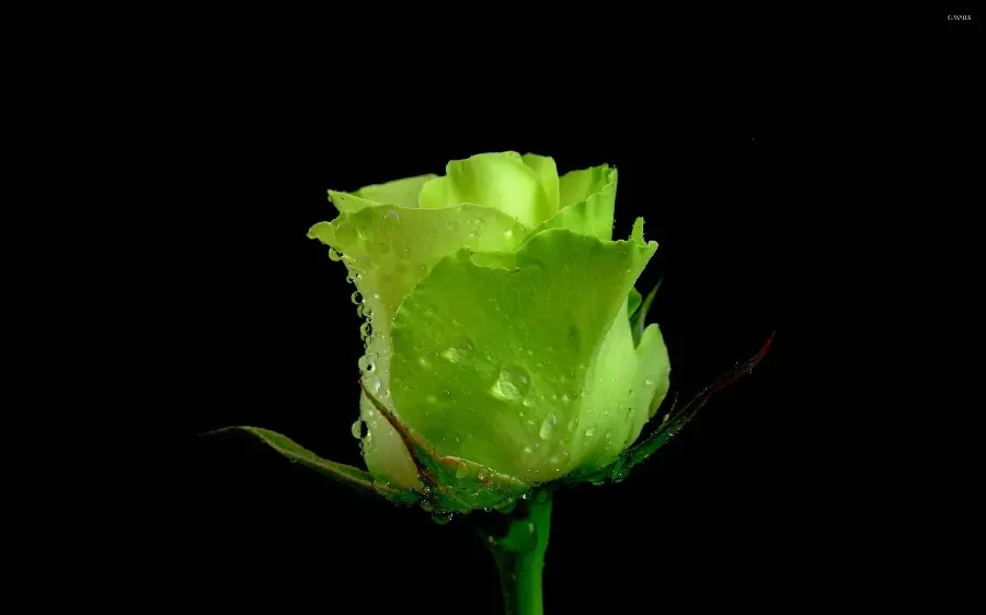 Stock image of a freshly blooming green rose with water droplets in high quality for tablets