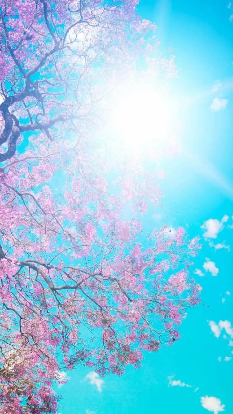Admirable wallpaper of pink blossoms in the dazzling sunlight with 4k quality