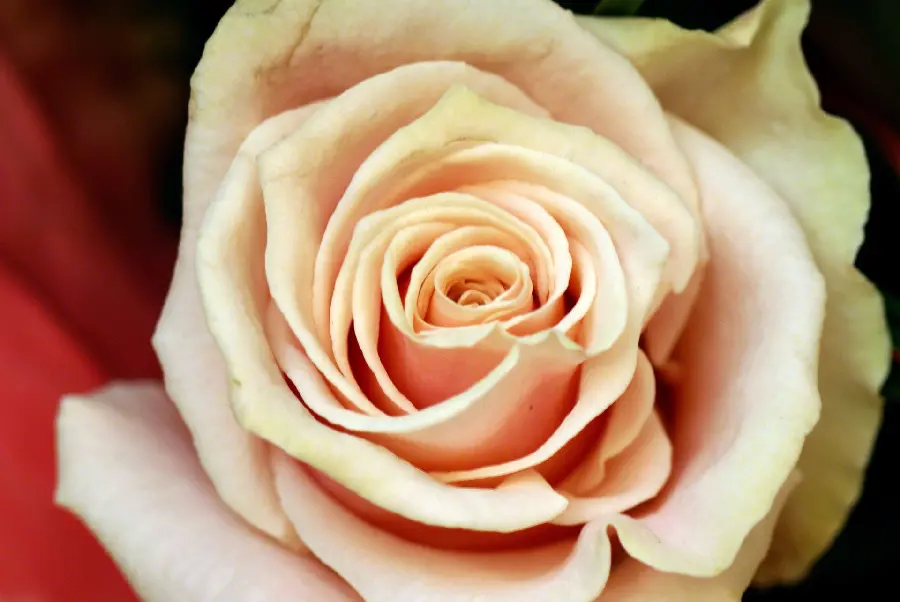 The hottest peach rose background in Full HD quality 