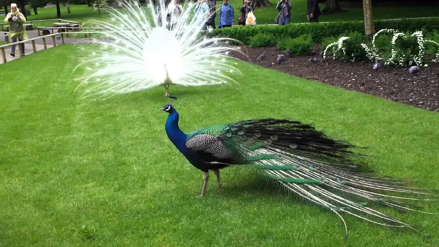 A patterned background of a forest park with two colored and white peacocks facing each other