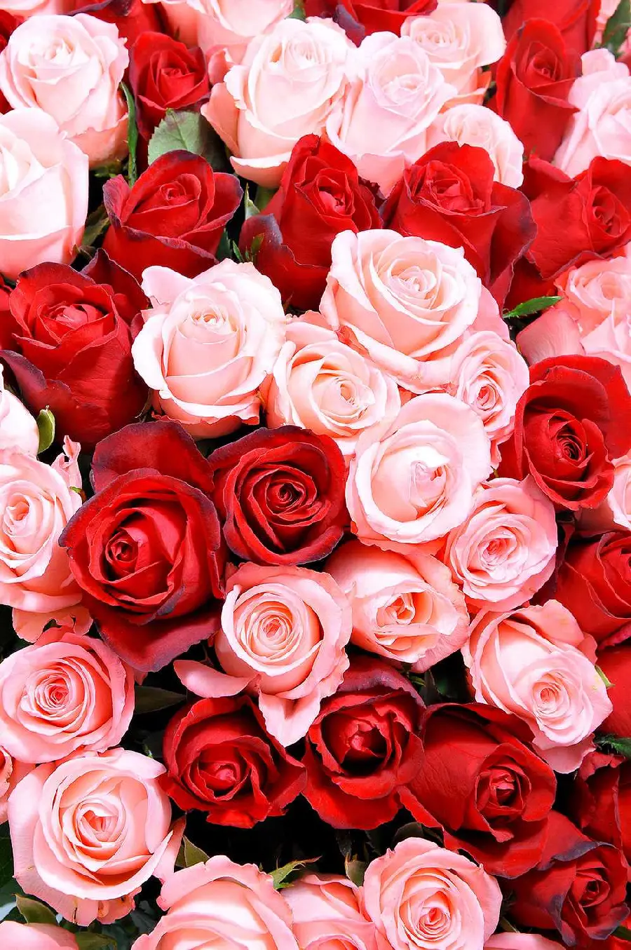 Special View of Red and Pink Roses for Story