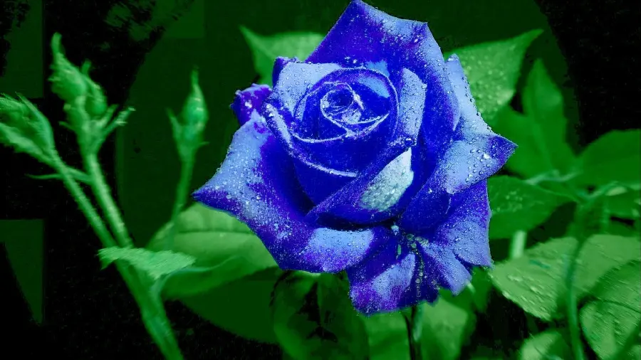 Most viewed blue rose wallpaper for computer