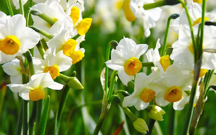 Today's image of daffodils grown in a group in HD quality