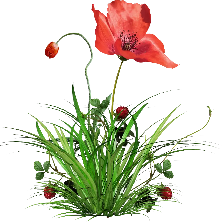 Image of wild red poppies on a white background png