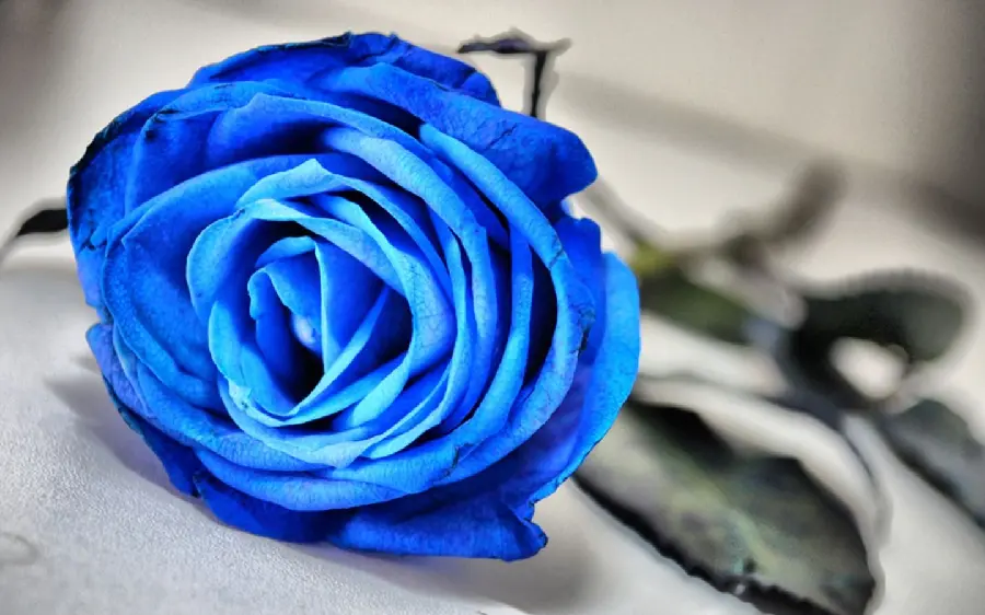 Cool profile picture with blue rose design in 8k quality