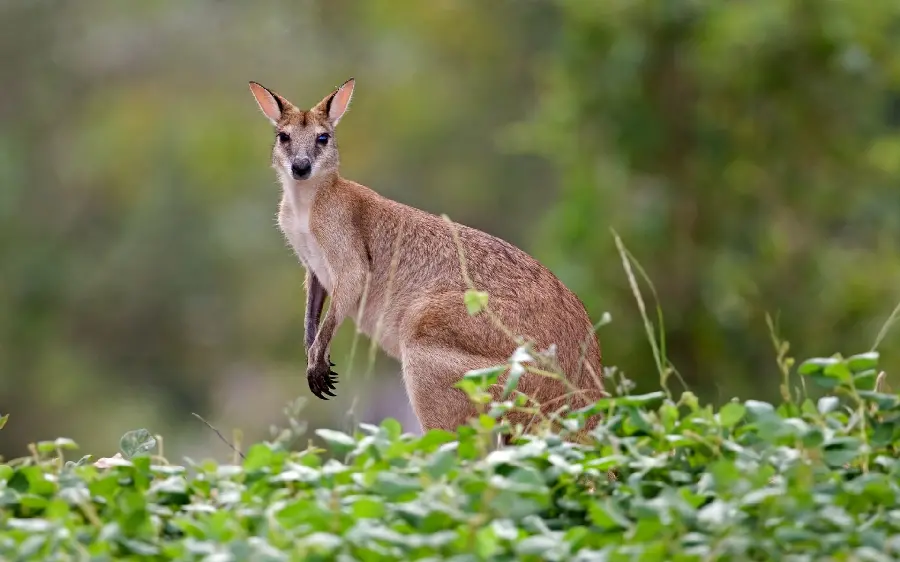 Adorable vector of a cute kangaroo among the leaves of lush trees suitable for phones