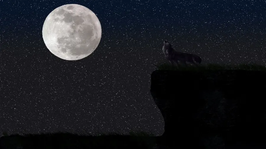 The latest photo of the wolf and the moon in the starry sky with Full HD quality 