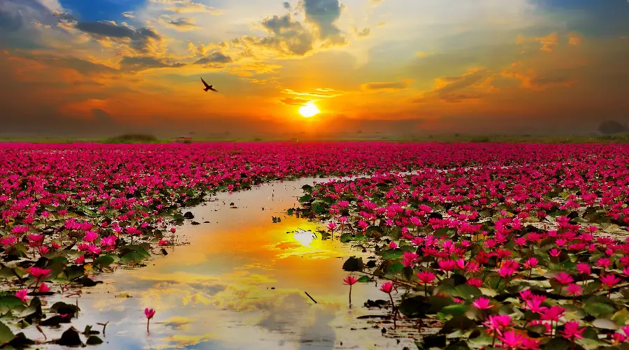 A picture of a field of water lilies at sunset