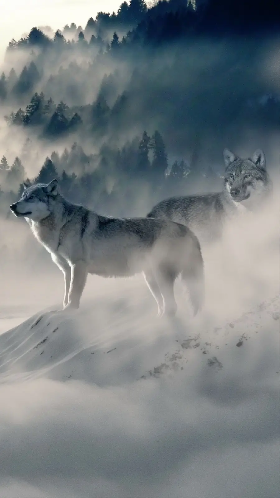 Attractive profile photo of a wild wolf in foggy winter weather