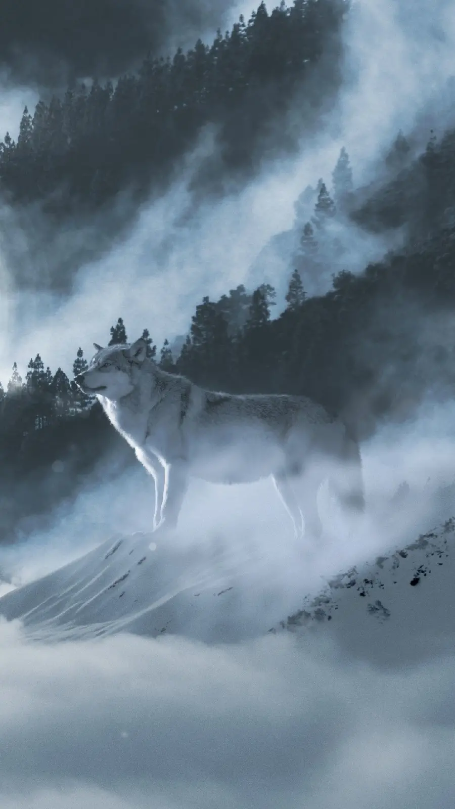 The Most Popular Photo of Wolf Howling in the Forest