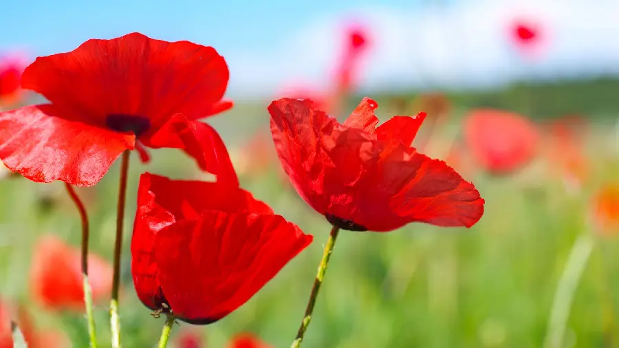 Download cute photo of 3 wild red poppies with matte background and high quality