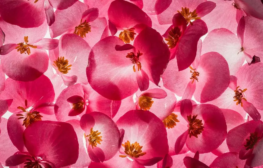 Download image of a fantasy carpeted background with pink begonia flowers