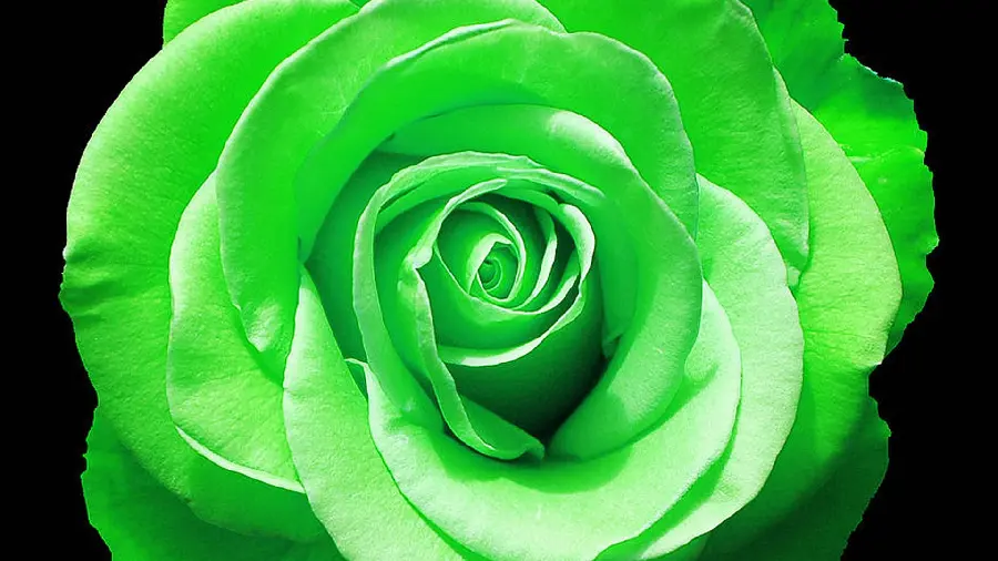 Download wallpaper of rays of sunlight on green rose petals in HD quality
