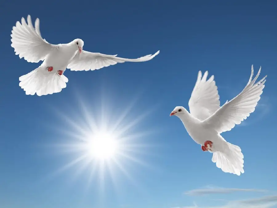 Download a beautiful stock photo of two white doves flying in the sunny sky