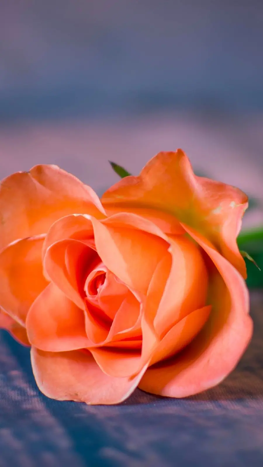 A special and artistic view of a peach-colored rose with high quality