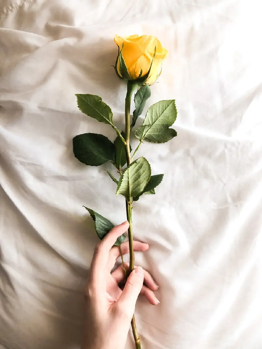 The best profile photo with a yellow rose design in hand in HD quality 