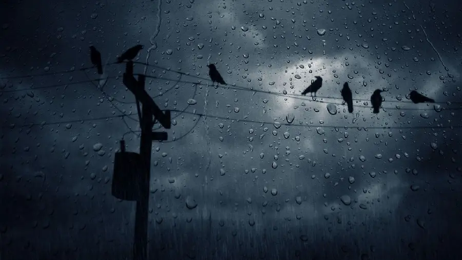 Special image of birds under the sad rain with 8k quality