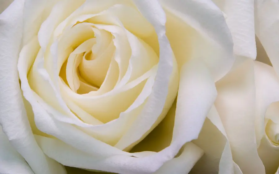 Download a large white rose wallpaper from the right view in HD quality