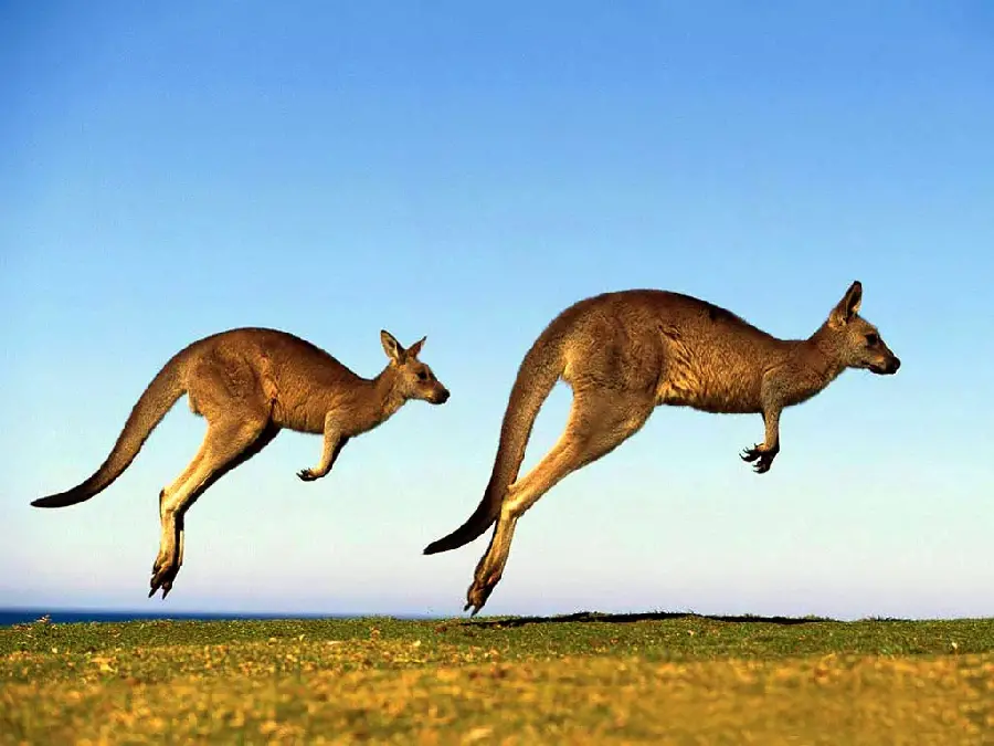 The most visible high-quality background photo of theSpectacular rush of 2 kangaroos