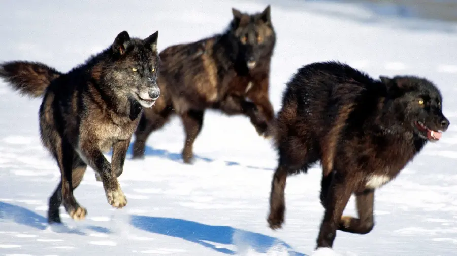 Special view of wild black wolves running