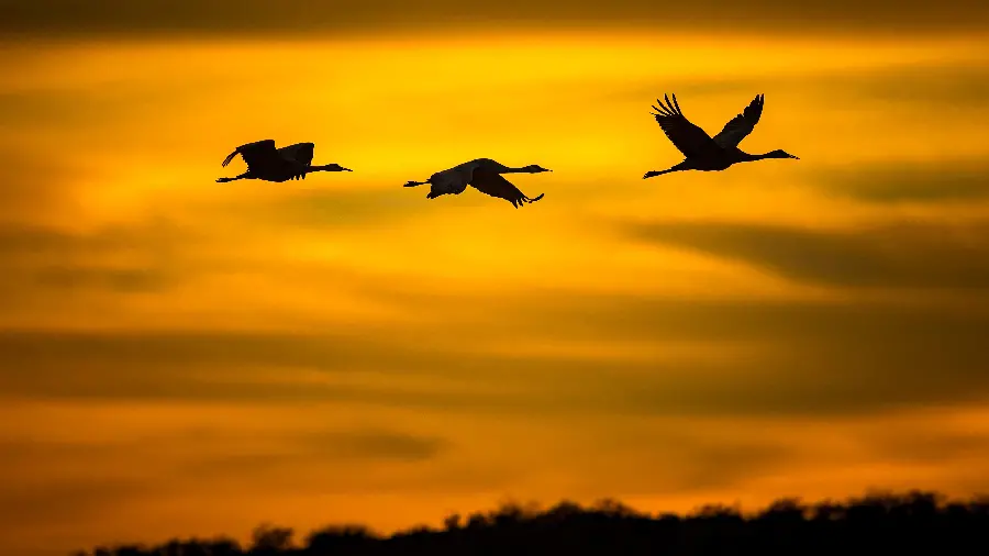 Download new stock photo of three birds flying in a golden sunset in nature High quality