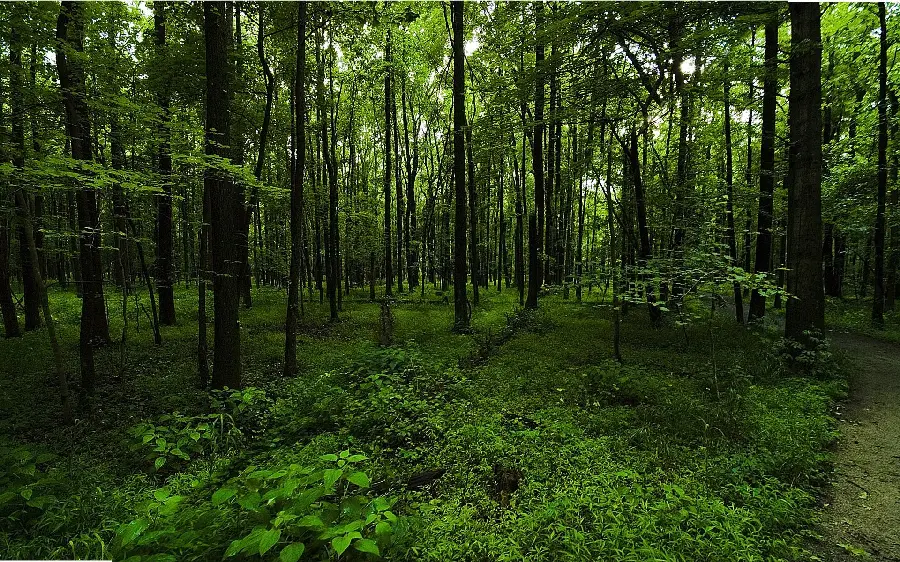 Amazing View of a Forest with Trees for Instagram Post