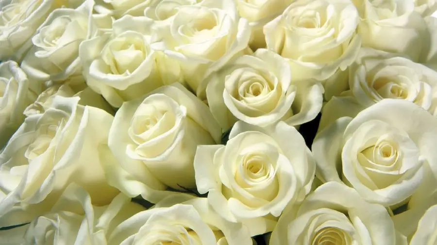 Download a fresh background photo of white roses in hd quality