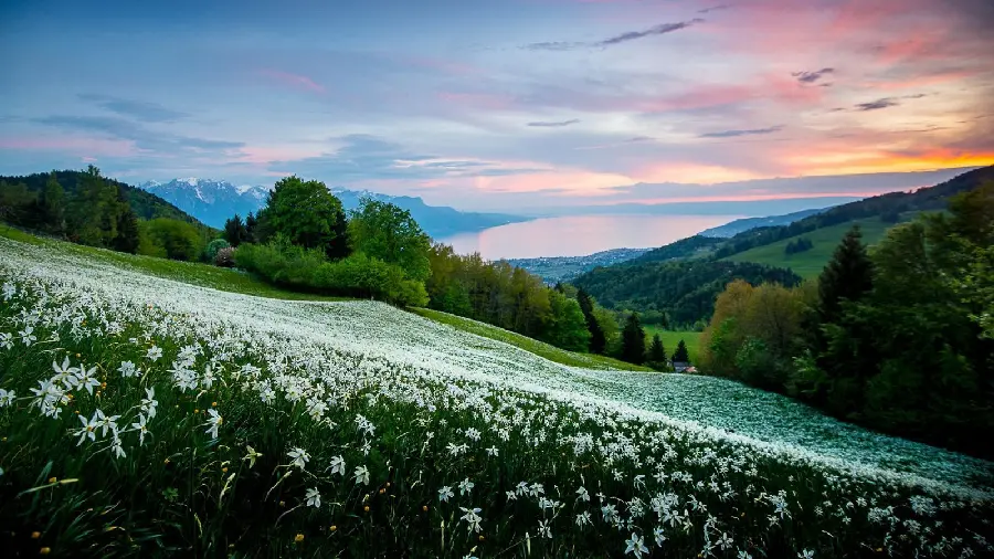 Download beautiful nature wallpaper of lush meadows on the mountainside 