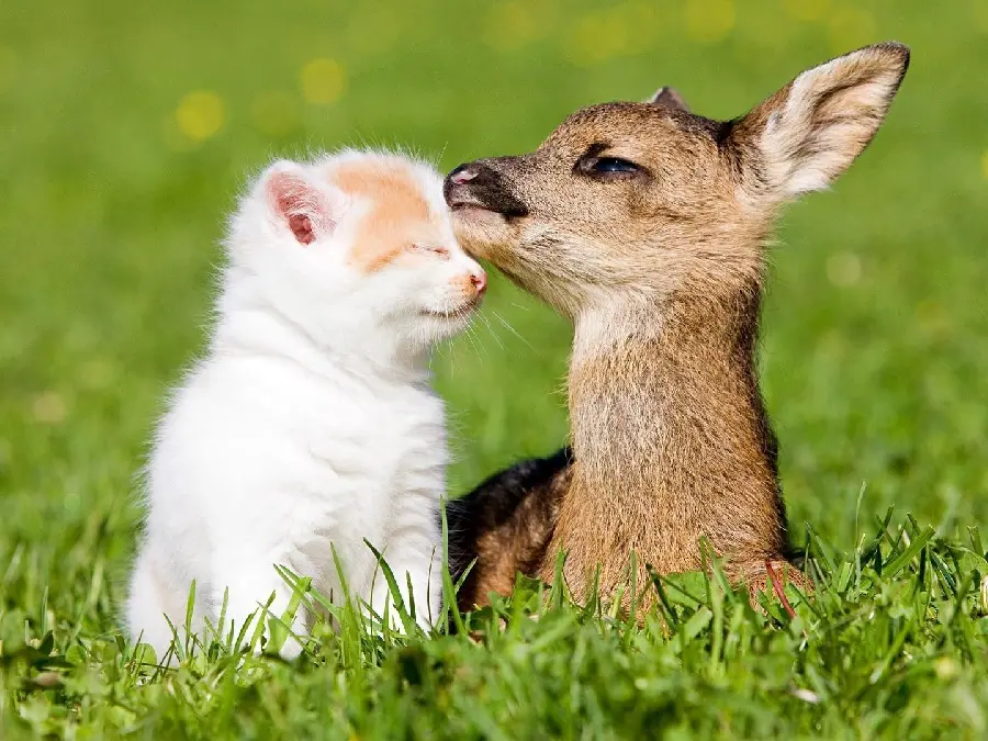 Friend's profile picture with a sweet and unique design of a deer and a little cat