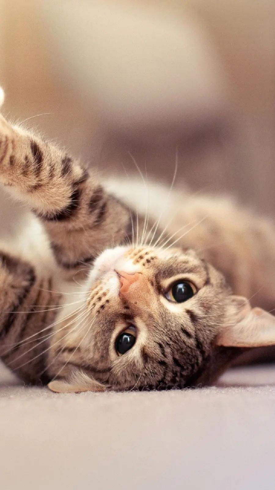 Beautiful cat stock photo for phone profile