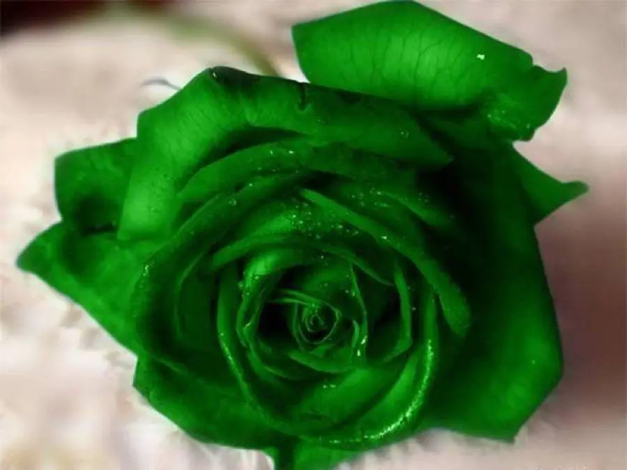 Download the sad background image of a green rose for your phone profile